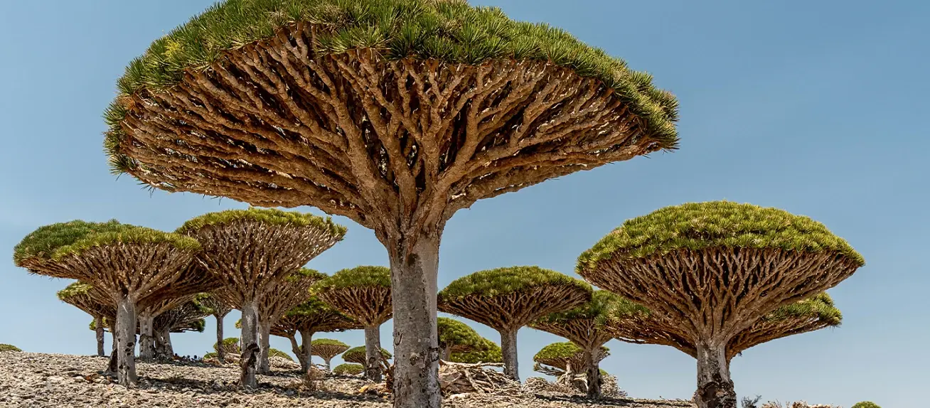 مجموعة هائل سعيد أنعم تتعاون مع هيئة حماية البيئة اليمنية لمواجهة التغير المناخي.