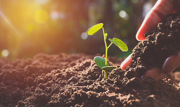 النمو المستدام