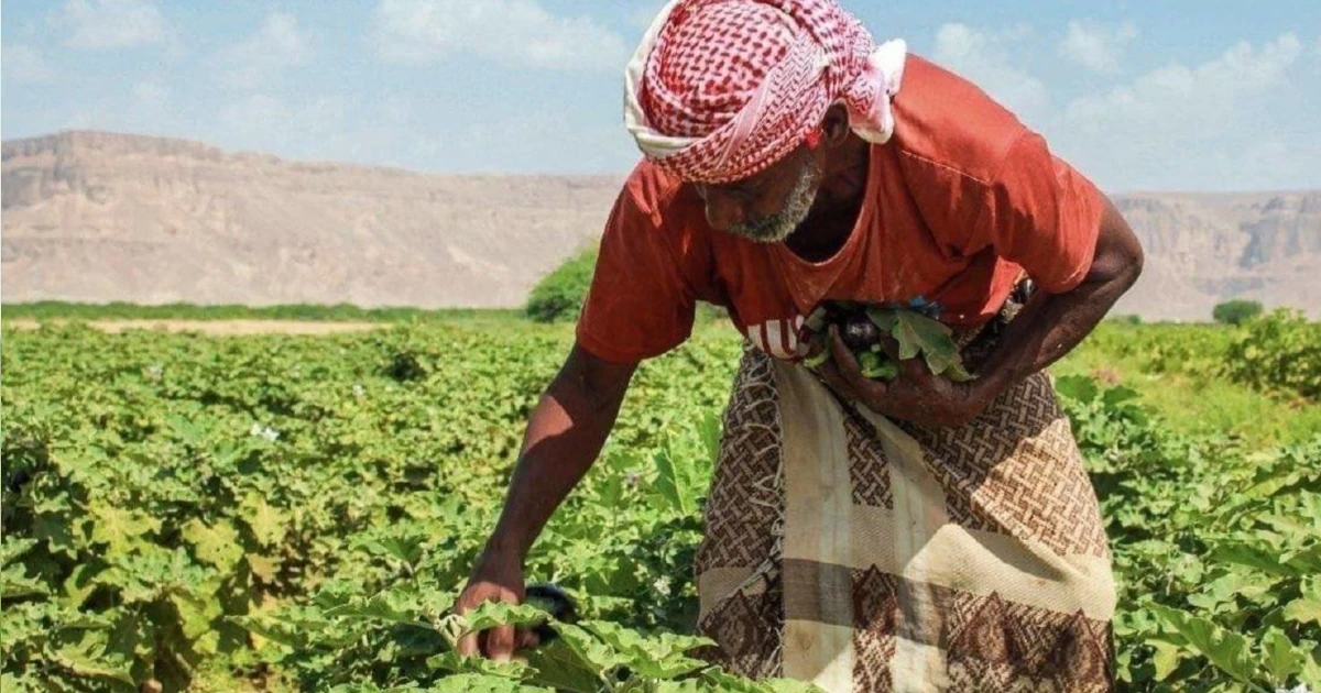 القطاع الزراعي اليمني دعوة للابتكار