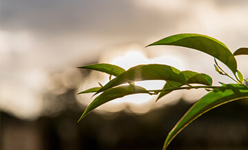 Enhancing food security