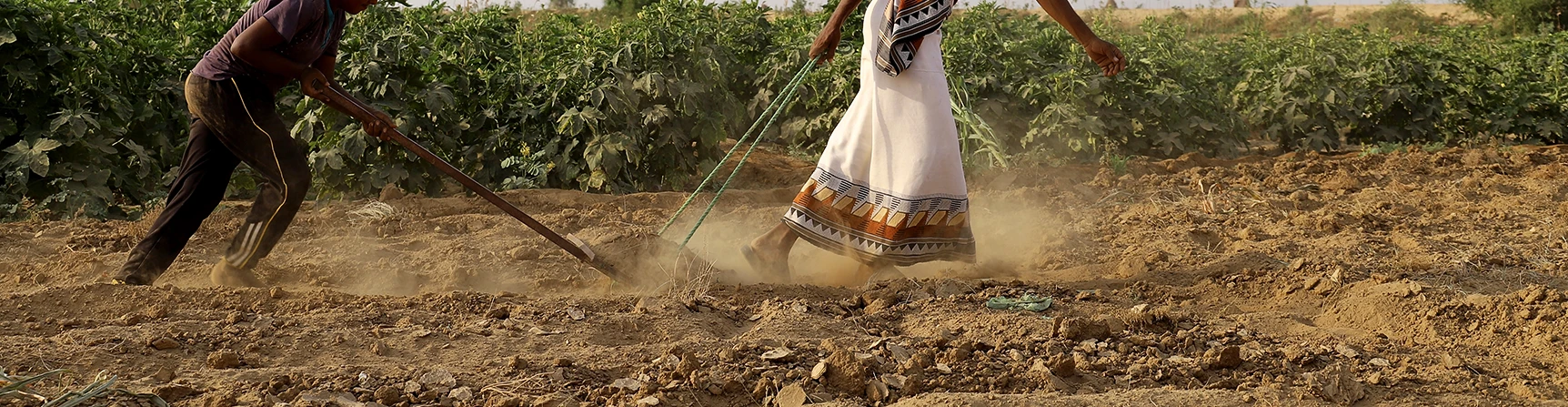 إطلاق مختبر الابتكار الاجتماعي لمعالجة تحديات الزراعة في اليمن 